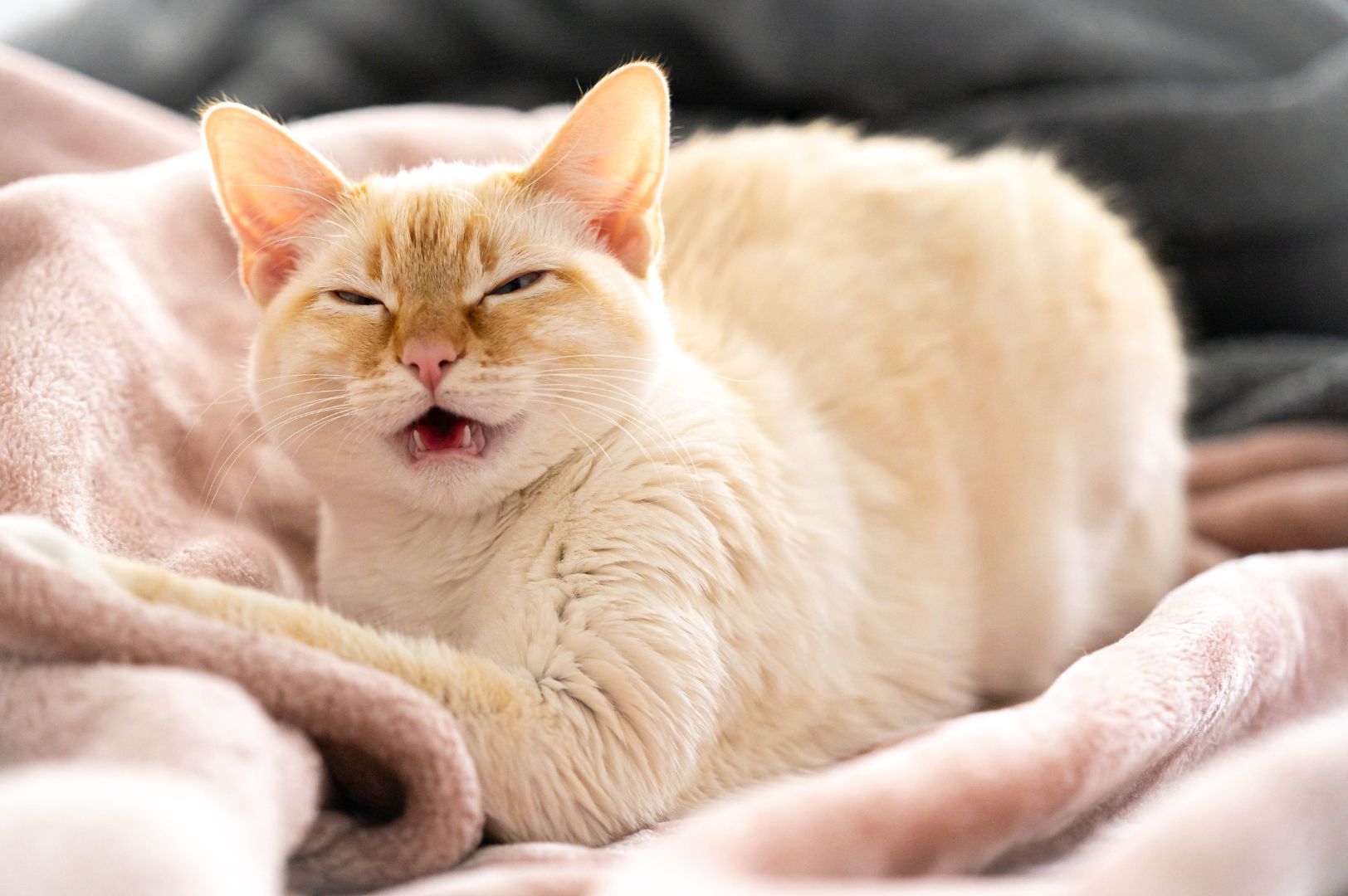 Orange cat sneezing on pink blankets