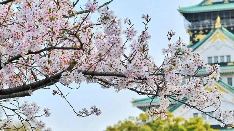 Traveling to Japan? Book a travel medical consult with us